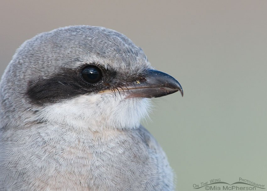 Another fledgling Loggerhead Shrike portrait, Antelope Island State Park, Davis County, Utah