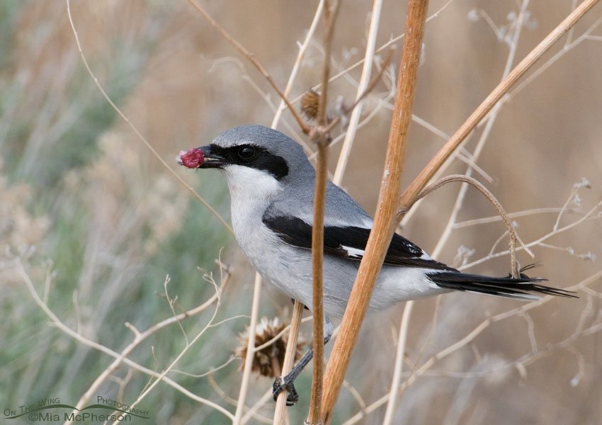 Loggerhead Shrike with a bit of prey in its bill, Antelope Island State Park, Davis County, Utah