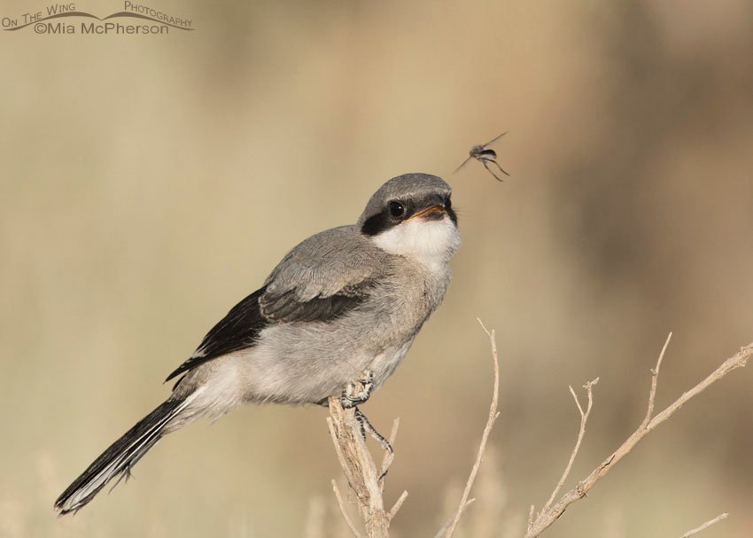 Loggerhead Shrike juvenile looking at a Robber Fly, West Desert, Stansbury Mountains, Tooele County, Utah
