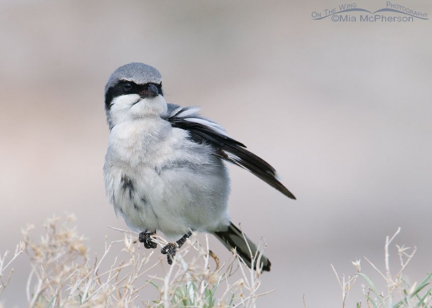 Loggerhead Shrike preening in top of a rabbitbrush, Antelope Island State Park, Davis County, Utah