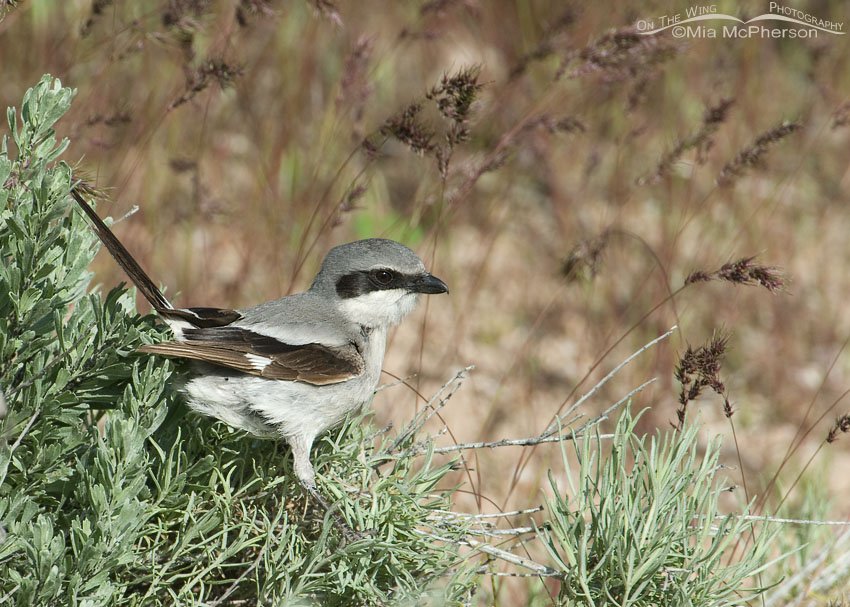 Loggerhead Shrike perched in sagebrush and rabbitbrush, Antelope Island State Park, Davis County, Utah