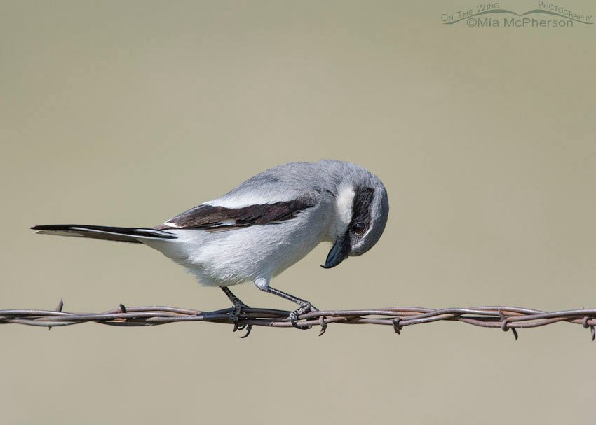 Loggerhead Shrike perched on barbed wire, Box Elder County, Utah
