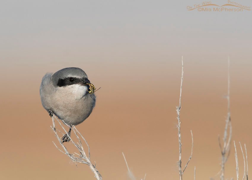 Loggerhead Shrike with Western Yellow Jacket prey, Box Elder County, Utah