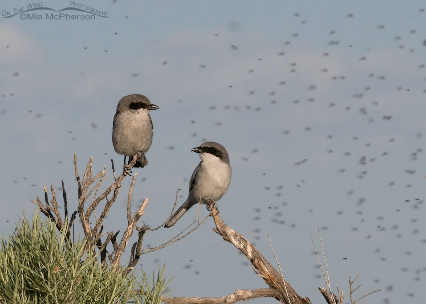 Pair of Loggerhead Shrikes in a cloud of midges, Antelope Island State Park, Davis County, Utah