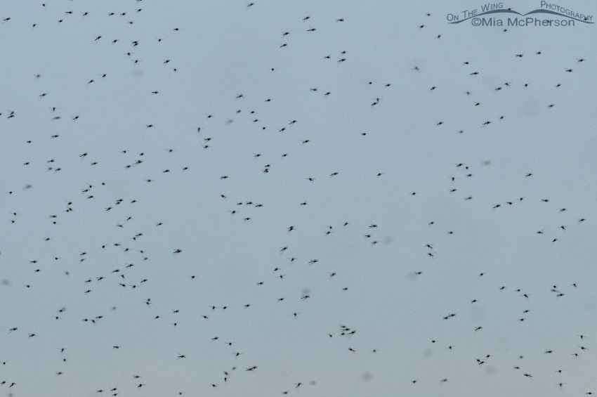 Swarm of Midges, Bear River National Wildlife Refuge, Box Elder County, Utah
