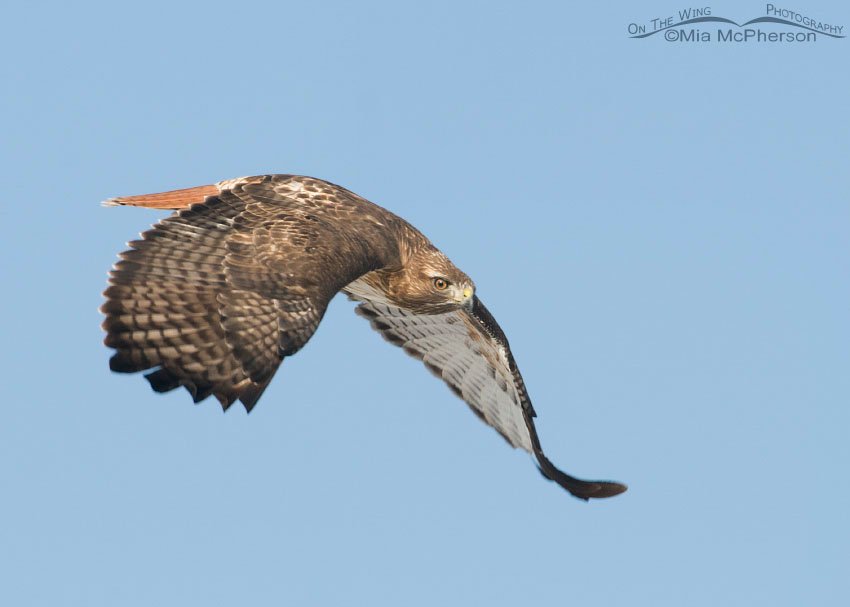 Serious looking Red-tailed Hawk, West Desert, Utah County, Utah