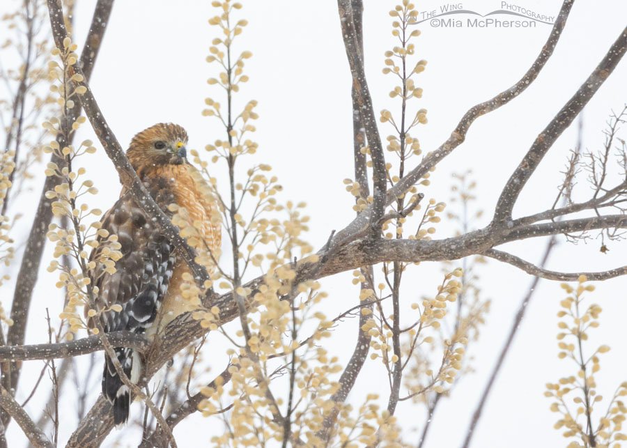 Adult Red-shouldered Hawk in a snow storm in Oklahoma, Sequoyah County