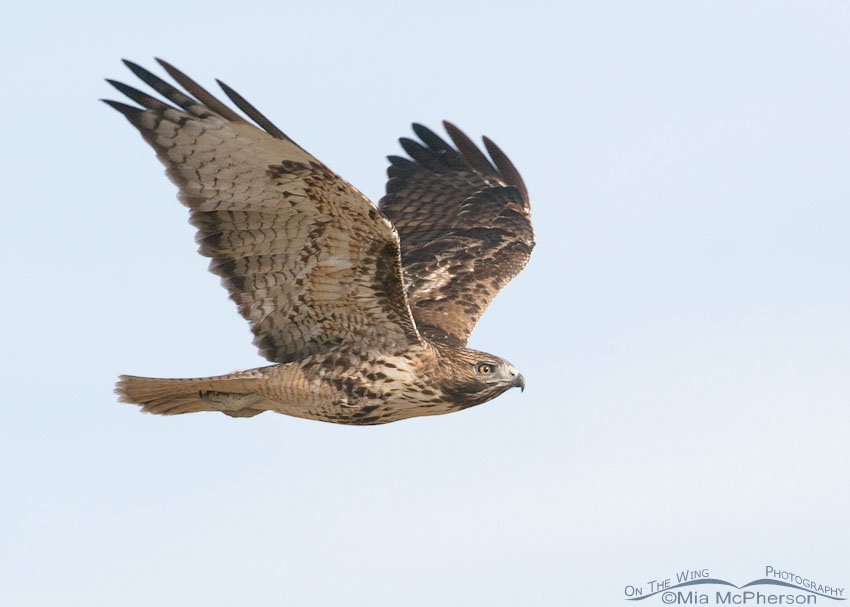 Red-tailed Hawk fly by at Farmington Bay WMA, Davis County, Utah