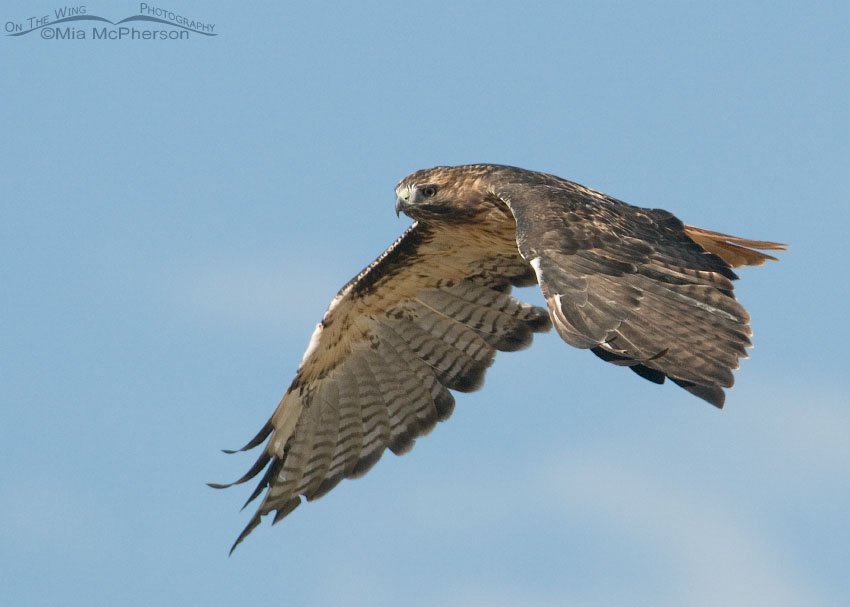 Adult Red-tailed Hawk in flight over the West Desert, Tooele County, Utah