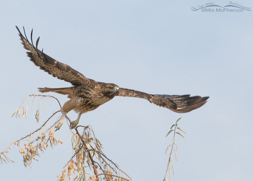Full wing spread of the Red-tailed Hawk, Farmington Bay WMA, Davis County, Utah