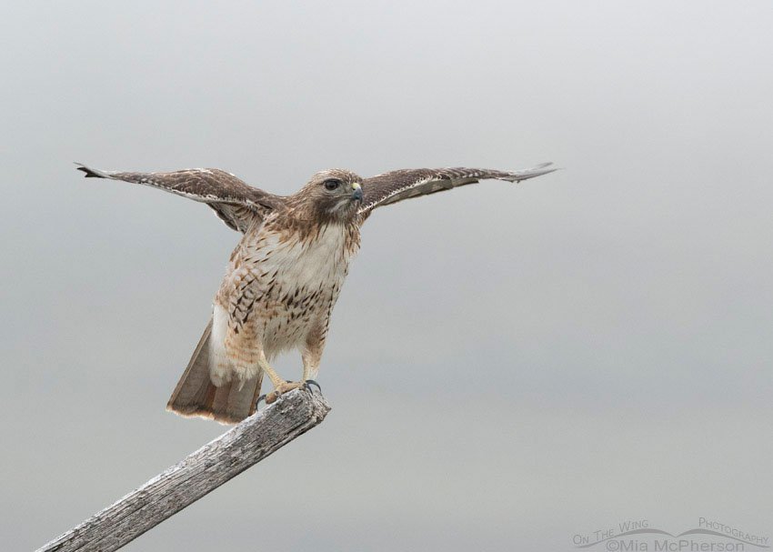 Red-tailed Hawk struggling for balance in a fog, Box Elder County, Utah