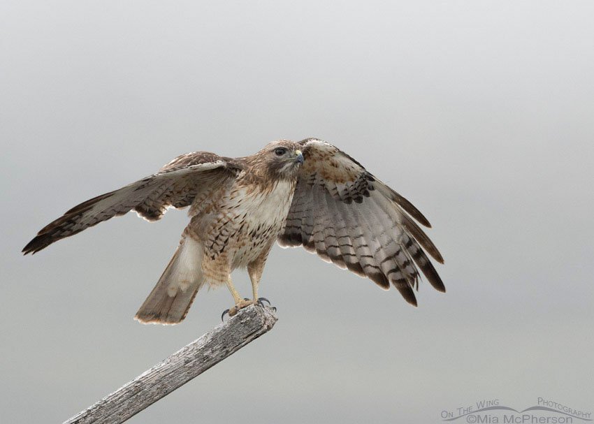 Red-tailed Hawk balancing in a fog, Box Elder County, Utah