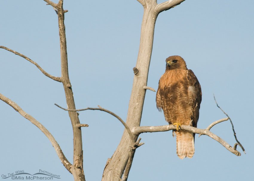 Adult Red-tailed Hawk perched in an old dead tree, Centennial Valley, Beaverhead County, Montana