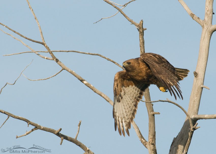 Downward sweep of the Red-tails wings, Centennial Valley, Beaverhead County, Montana