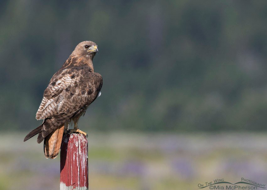 Red-tailed Hawk adult on a fence post painted red, Centennial Valley, Beaverhead County, Montana