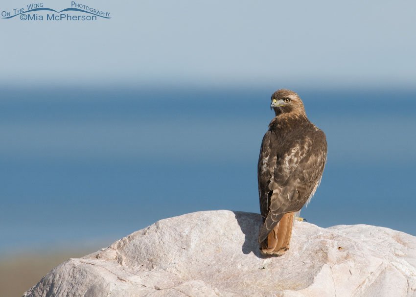 Adult Red-tailed Hawk overlooking the Great Salt Lake, Antelope Island State Park, Davis County, Utah