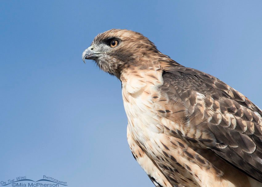 Portrait of a Red-tailed Hawk in Box Elder County, Utah
