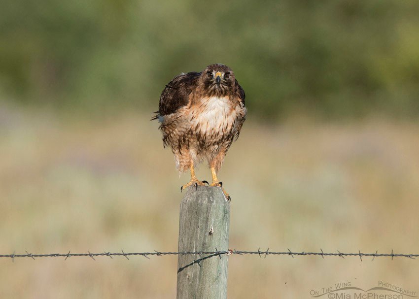 Post-poop look from a Red-tailed Hawk, Centennial Valley, Beaverhead County, Montana