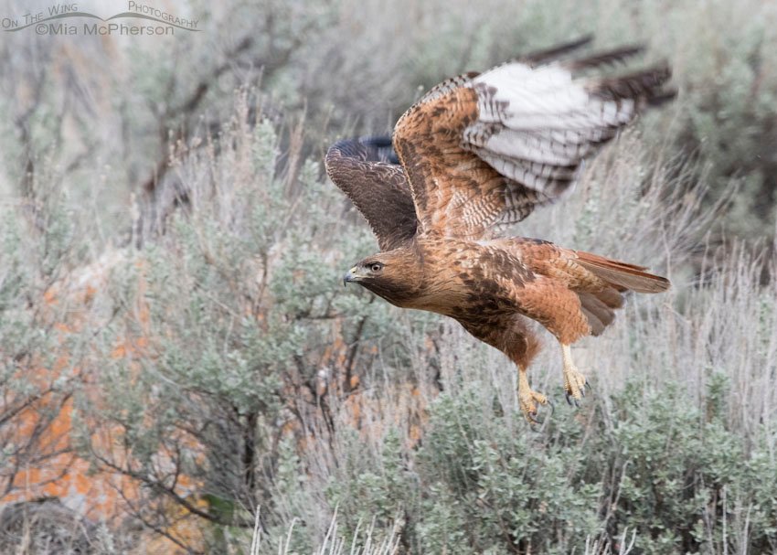 Red-tailed Hawk lifting off in poor light, Box Elder County, Utah