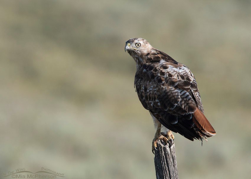 Bleached blond Red-tailed Hawk, Centennial Valley, Beaverhead County, Montana