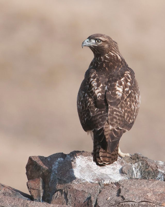Juvenile Red-tailed perched on an outcropping of rocks, Antelope Island State Park, Davis County, Utah