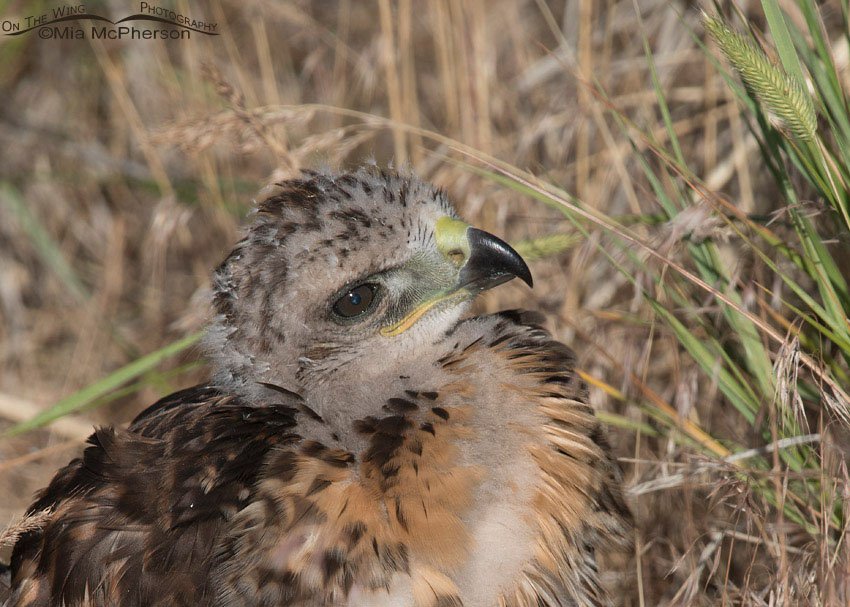 Red-tailed Hawk chick close up, Box Elder County, Utah