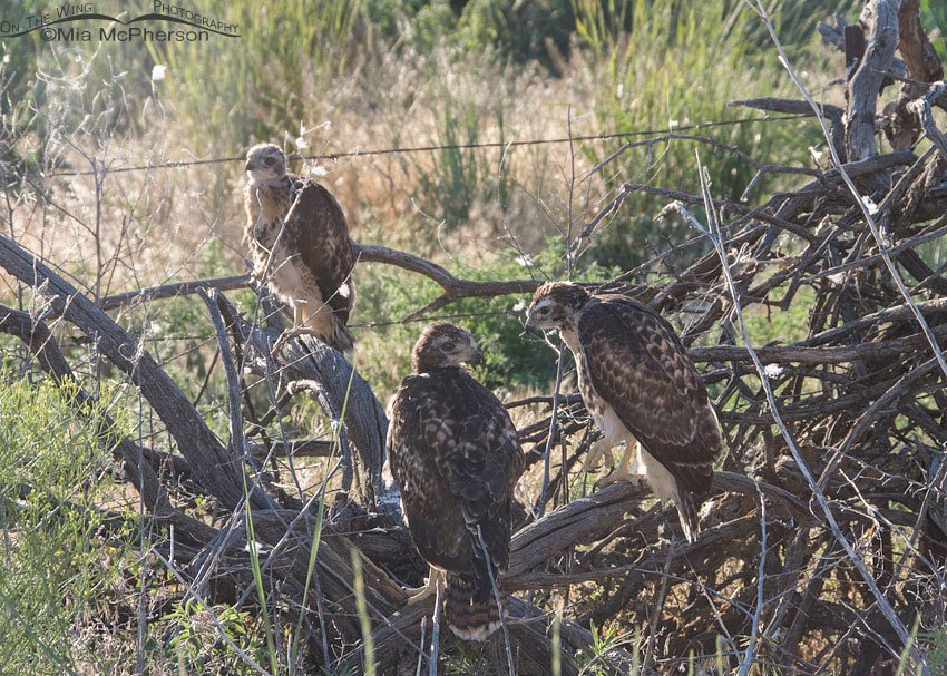 Three Red-tailed Hawk chicks perched on a fallen tree, Box Elder County, Utah