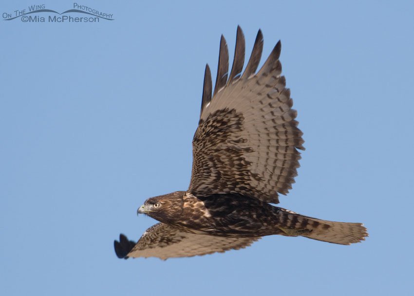 Dark juvenile Red-tailed Hawk in flight, Farmington Bay WMA, Davis County, Utah