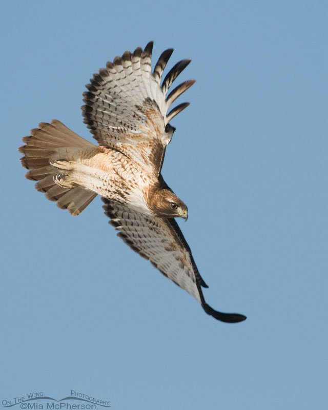 Red-tailed Hawk in a dive, Utah County, Utah