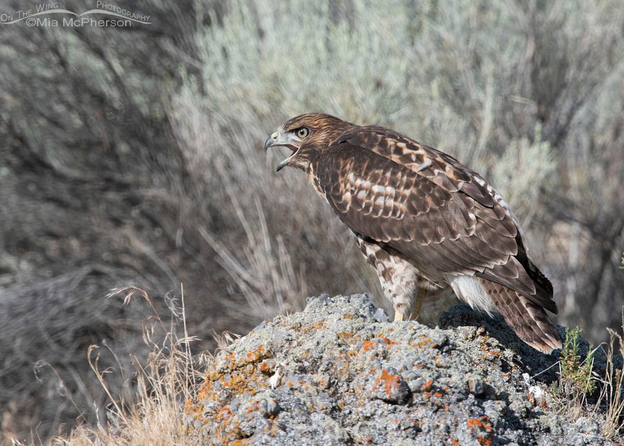 Young Red-tailed Hawk calling out, Box Elder County, Utah