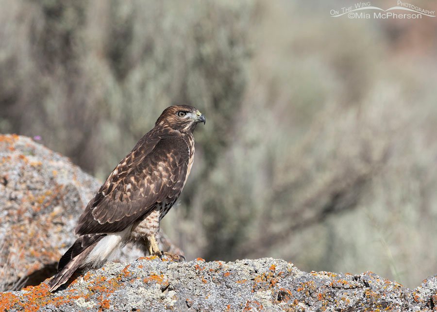 Young Red-tailed Hawk on a lichen encrusted boulder, Box Elder County, Utah