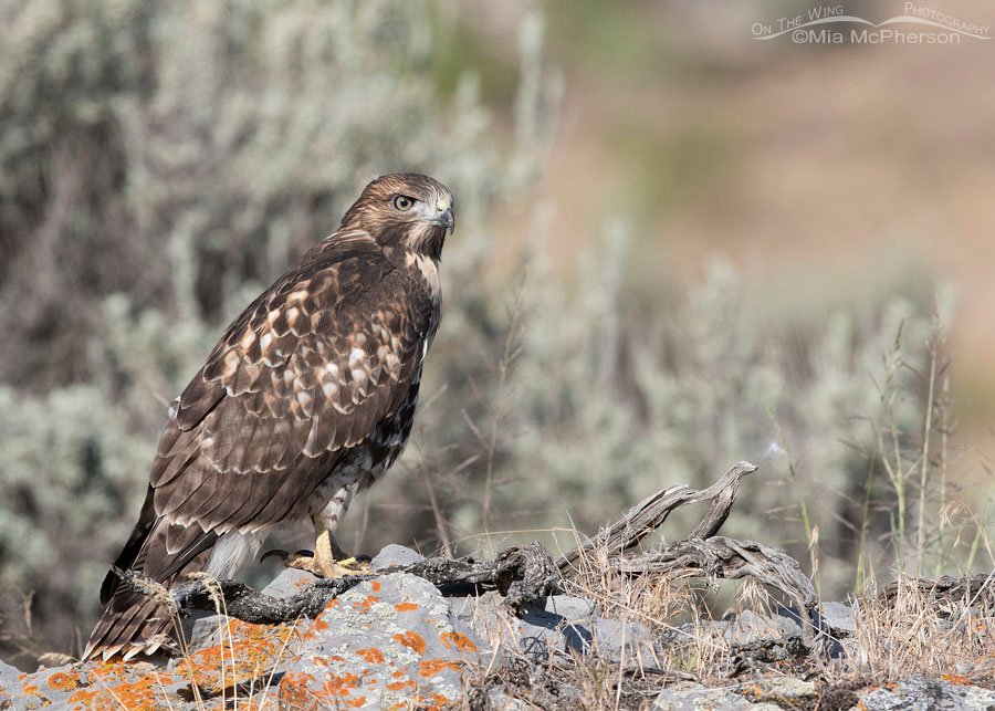 Staring young Red-tailed Hawk, Box Elder County, Utah