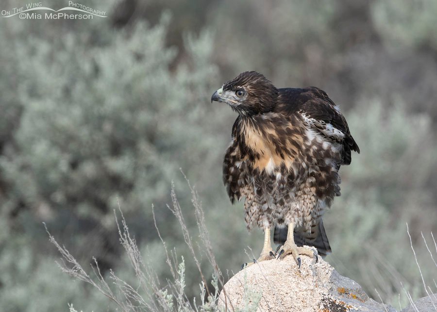 Red-tailed Hawk fledgling shaking its feathers, Box Elder County, Utah
