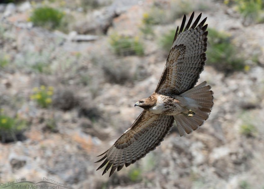 Banking Red-tailed Hawk adult, Box Elder County, Utah