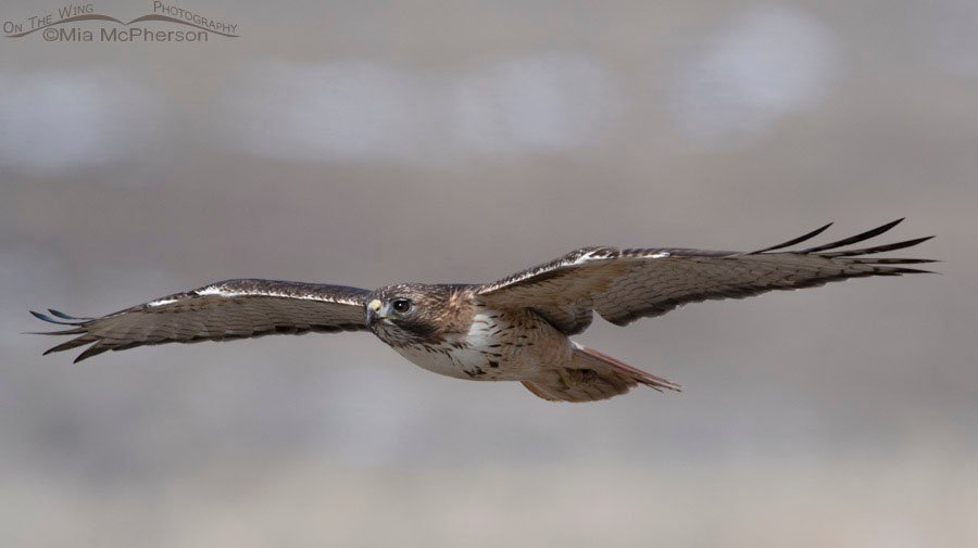 Gliding Red-tailed Hawk adult, Box Elder County, Utah