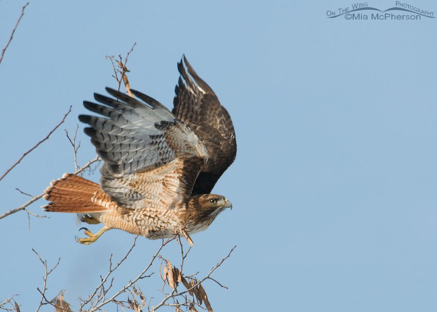 Red-tailed Hawk adult immediately after lift off, Farmington Bay WMA, Davis County, Utah