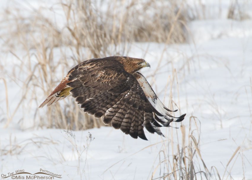 Red-tailed Hawk on a winter day, Farmington Bay WMA, Davis County, Utah