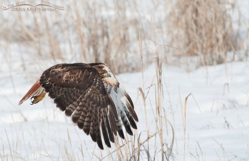 Red-tailed Hawk flying over the snow, Farmington Bay WMA, Davis County, Utah