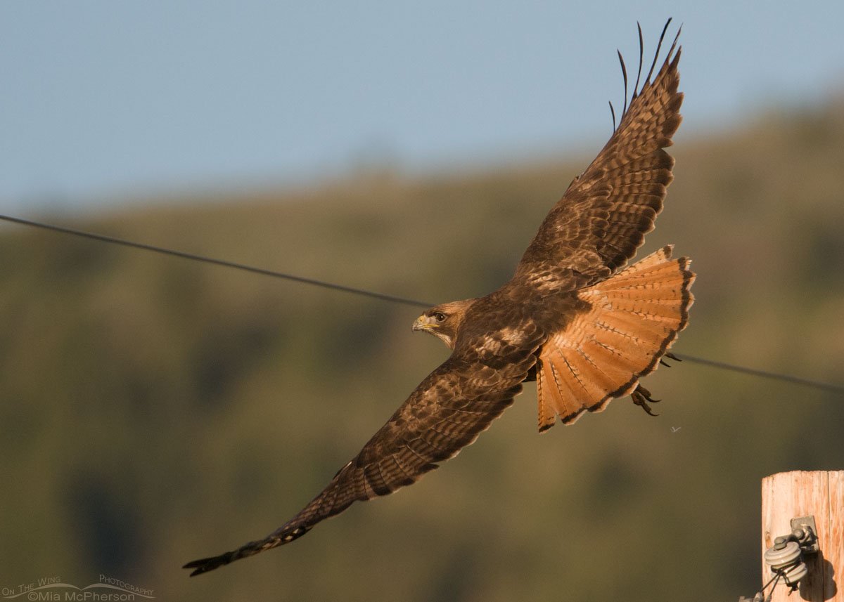 Red-tailed Hawk with wire & pole, Centennial Valley, Beaverhead County, Montana