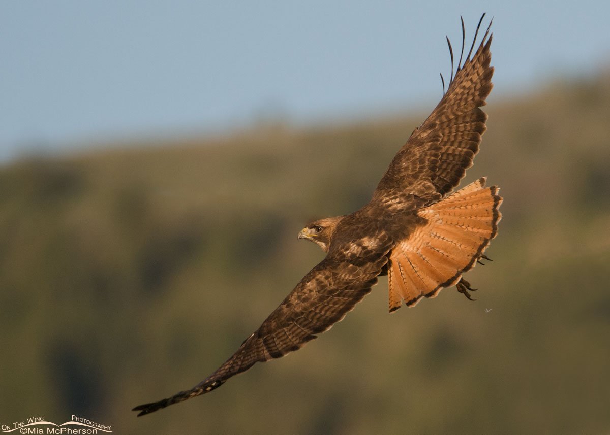 Red-tailed Hawk with wire & pole removed, Centennial Valley, Beaverhead County, Montana