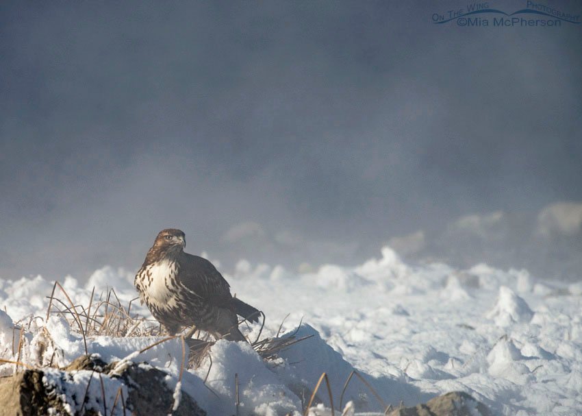 Juvenile Red-tailed Hawk on prey at a hot springs in Blue Creek Spring, Box Elder County, Utah