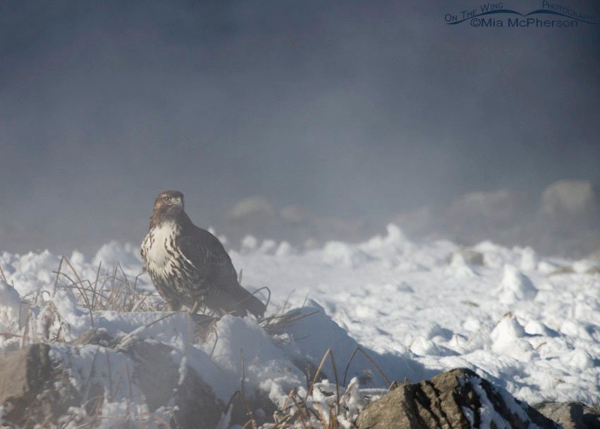Juvenile Red-tailed Hawk in steam from the hot springs in Blue Creek Spring, Box Elder County, Utah