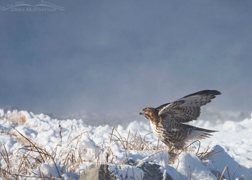 Red-tailed Hawk juvenile rousing next to a hot springs, Blue Creek Spring, Box Elder County, Utah
