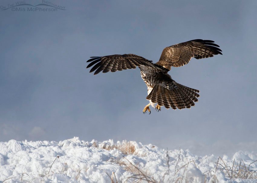 Juvenile Red-tailed Hawk landing next to a hot spring, Blue Creek Spring, Box Elder County, Utah
