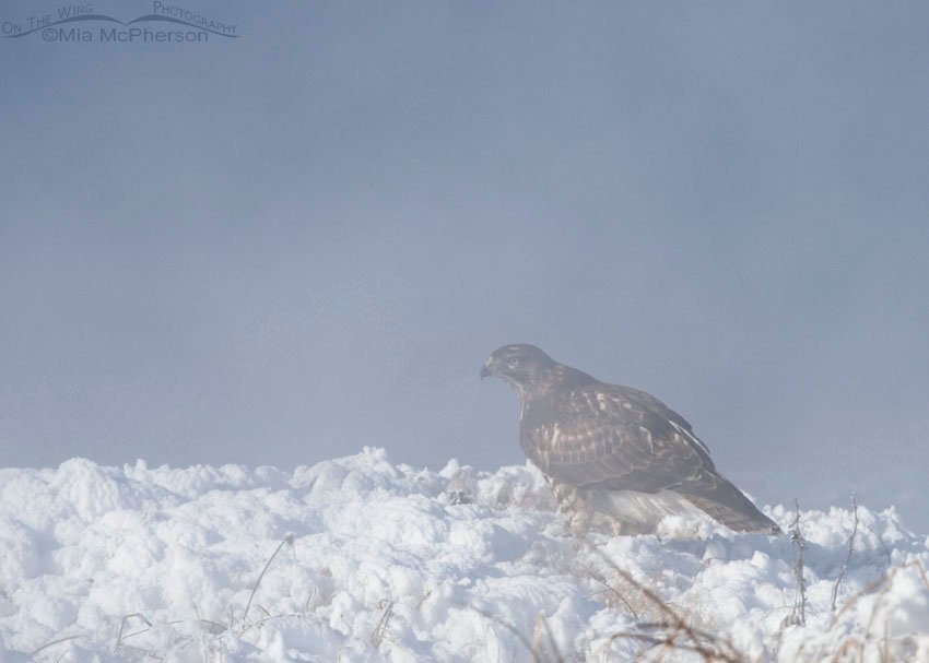 Hot springs and a Red-tailed Hawk juvenile, Blue Creek Spring, Box Elder County, Utah