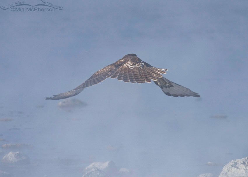 Juvenile Red-tailed Hawk flying over a hot spring, Blue Creek Spring, Box Elder County, Utah