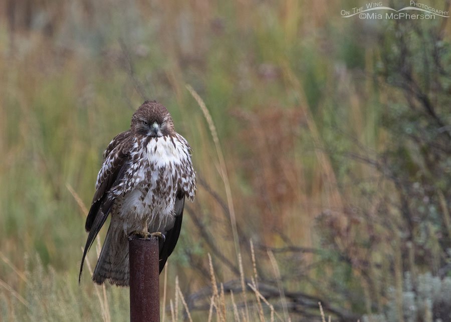 Immature Red-tailed Hawk on a foggy September morning, Wasatch Mountains, Summit County, Utah