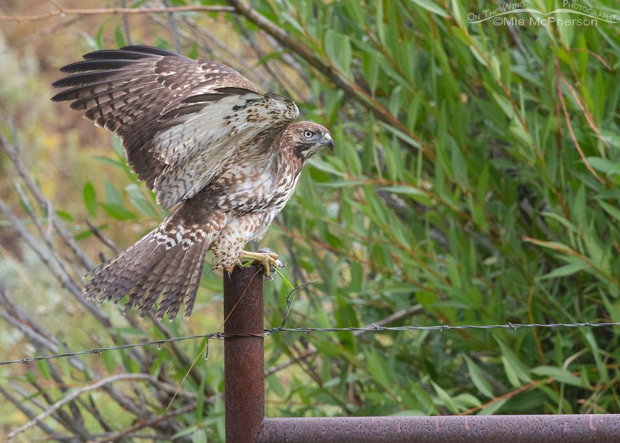 Wet immature Red-tailed Hawk with its freshly caught prey, Wasatch Mountains, Summit County, Utah