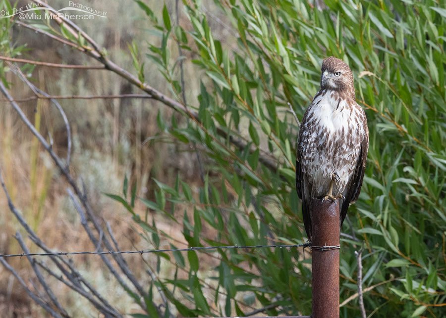 Wet and alert immature Red-tailed Hawk, Wasatch Mountains, Summit County, Utah
