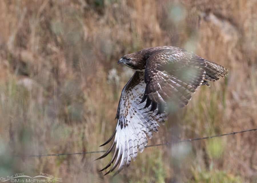 Immature Red-tailed Hawk in flight with branches in the way, Wasatch Mountains, Summit County, Utah